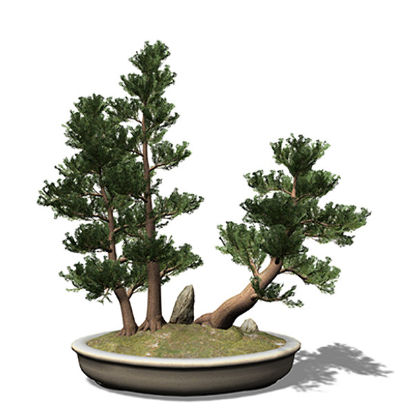 3d xfrogplants bonsai western juniper model - XfrogPlants Bonsai Western Juniper by xfrog