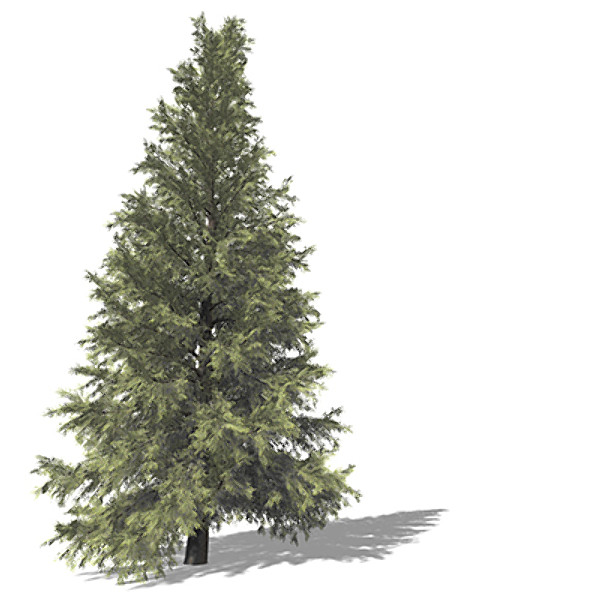 3d model xfrogplants eastern hemlock tree - XfrogPlants Eastern Hemlock by xfrog