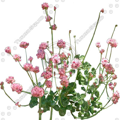 FlowerL_06.tga