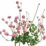 FlowerL_06.tga