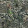 granite_wall.tga