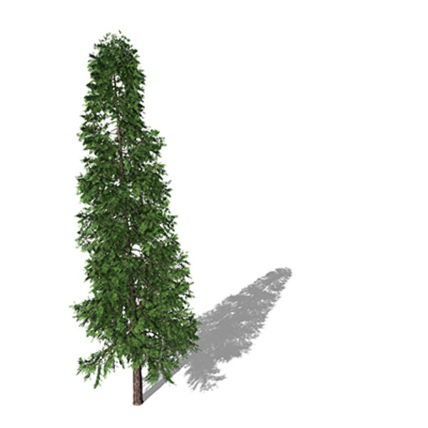 3d xfrogplants lawsons falsecypress tree - XfrogPlants Lawsons Falsecypress by xfrog