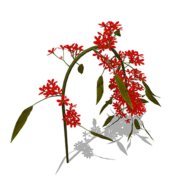 3d model xfrogplants scarlet plume plant - XfrogPlants Scarlet Plume by xfrog