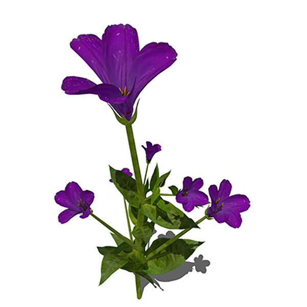 c4d xfrogplants lisianthus plant flowers - XfrogPlants Lisianthus by xfrog