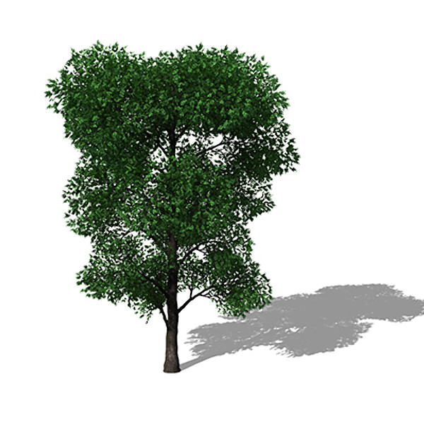 max xfrogplants holm oak tree - XfrogPlants Holm Oak by xfrog
