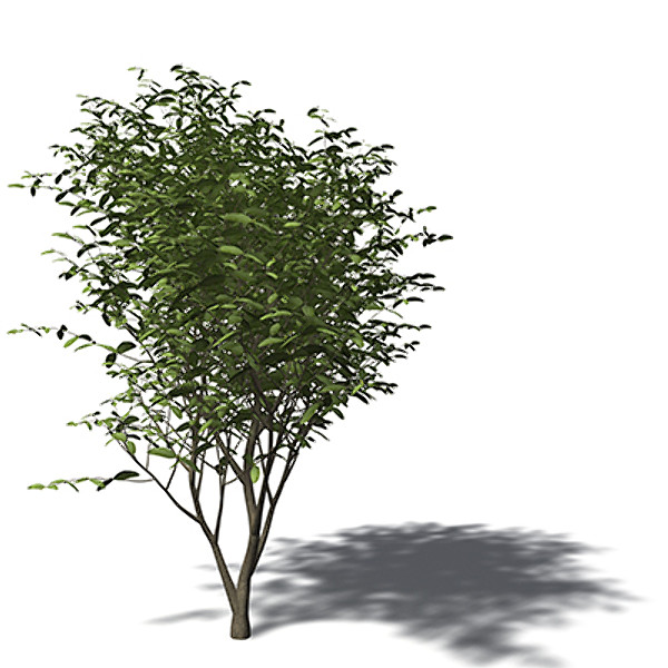 3d xfrogplants arrow poison tree - XfrogPlants Arrow Poison by xfrog
