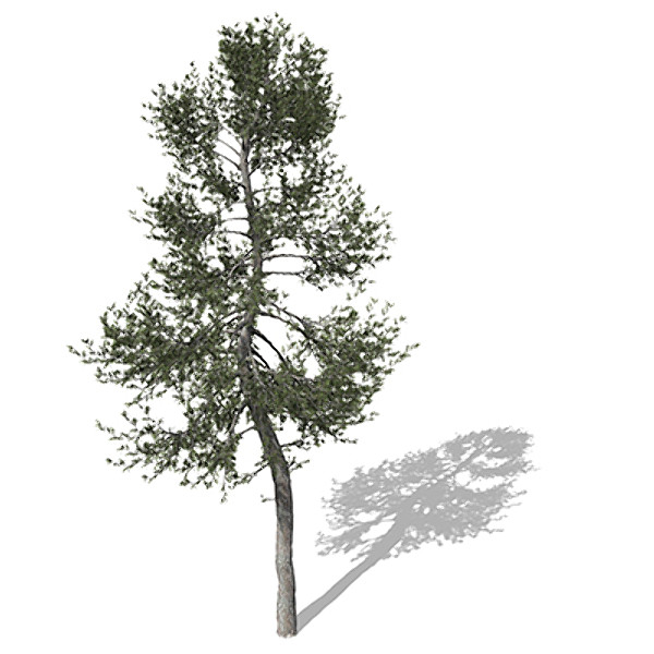 xfrogplants austrian black pine max - XfrogPlants Austrian Black Pine EU by xfrog