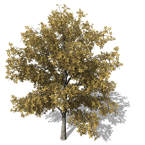 3d xfrogplants autumn european walnut model - XfrogPlants Autumn European Walnut by xfrog