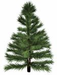 3d lwo conifer bryce - Con006.zip by digi4