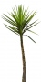 Palm_N_02.tga