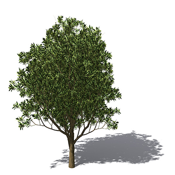 3d model xfrogplants macadamia tree tropical plant - XfrogPlants Macadamia by xfrog