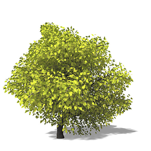 xfrogplants southern catalpa tree 3ds - XfrogPlants Southern Catalpa by xfrog