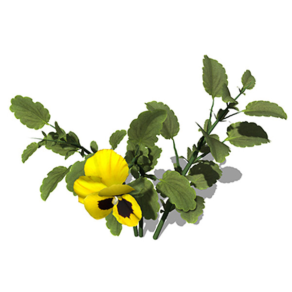xfrogplants pansy plant 3d 3ds - XfrogPlants Pansy by xfrog