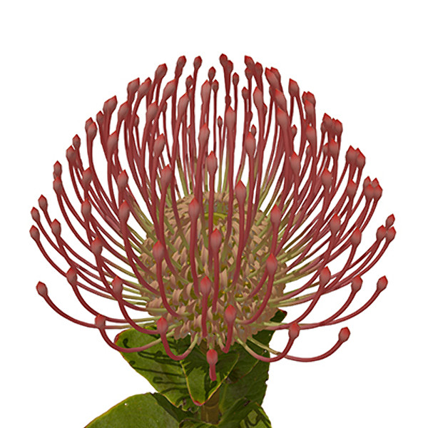 xfrogplants nodding pincushion plant 3d max - XfrogPlants Nodding Pincushion by xfrog