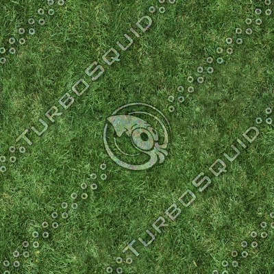 Grass