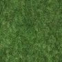 Grass