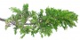Branch_s_31.tga