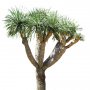 Palm_38.tga