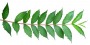 Branch_N_01.tga