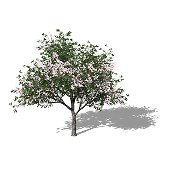 3ds xfrogplants oleander tree shrub - XfrogPlants Oleander by xfrog