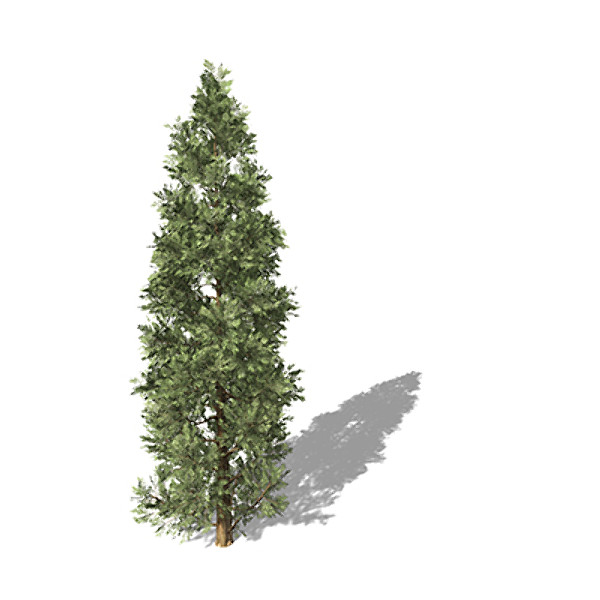 xfrogplants incense cedar tree c4d - XfrogPlants Incense Cedar by xfrog