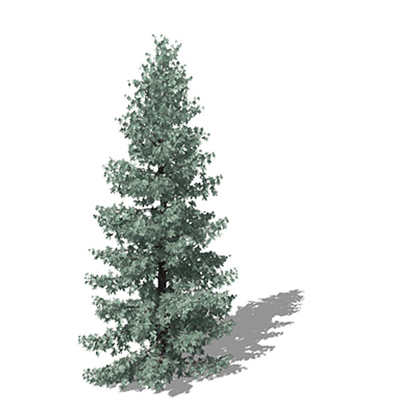 3dsmax xfrogplants engelmann white spruce - XfrogPlants Engelmann White Spruce by xfrog