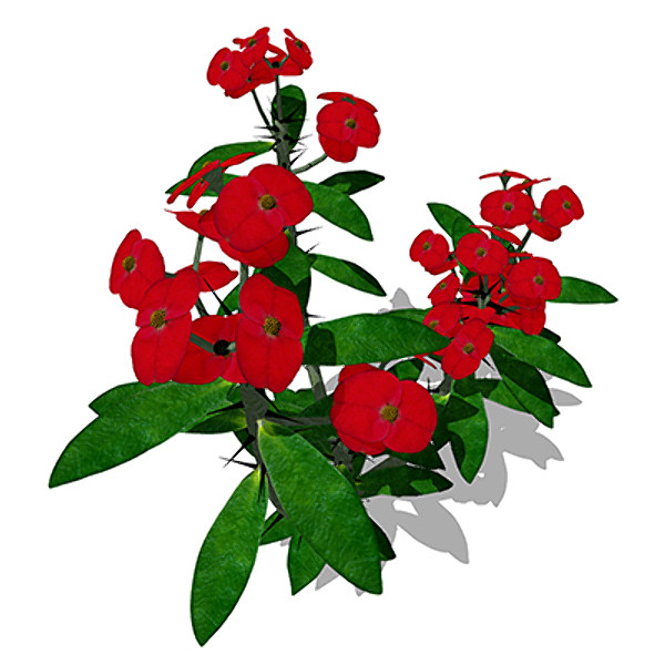 xfrogplants crown-of-thorns plant 3d 3ds - XfrogPlants Crown-of-Thorns by xfrog