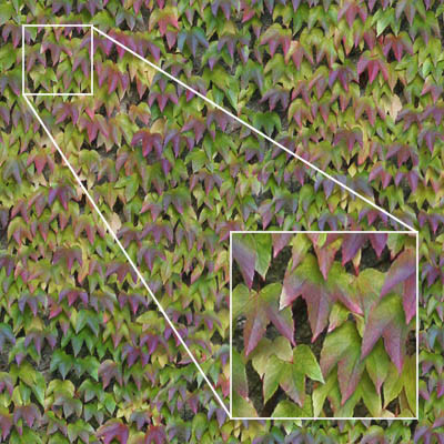 High rez ivy texture