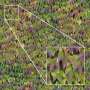 High rez ivy texture