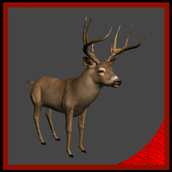 whitetail deer 3d model - White-tailed deer by gauthier12