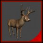 whitetail deer 3d model