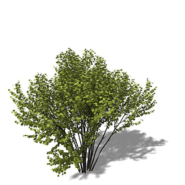 3d xfrogplants hazel shrub model - XfrogPlants Hazel by xfrog