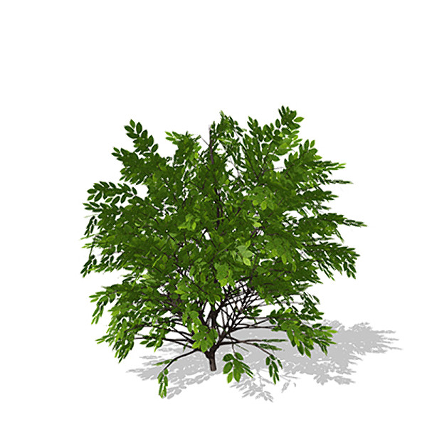 xfrogplants hornbeam tree plant 3d model - XfrogPlants Hornbeam by xfrog