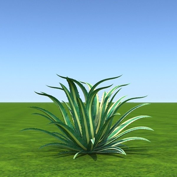 maya plant agave americana - Agave americana by ppalhais