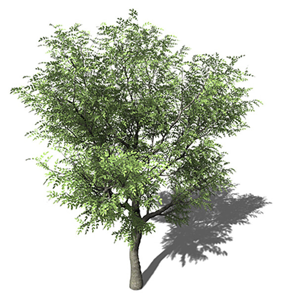 xfrogplants japanese walnut tree c4d - XfrogPlants Japanese Walnut by xfrog