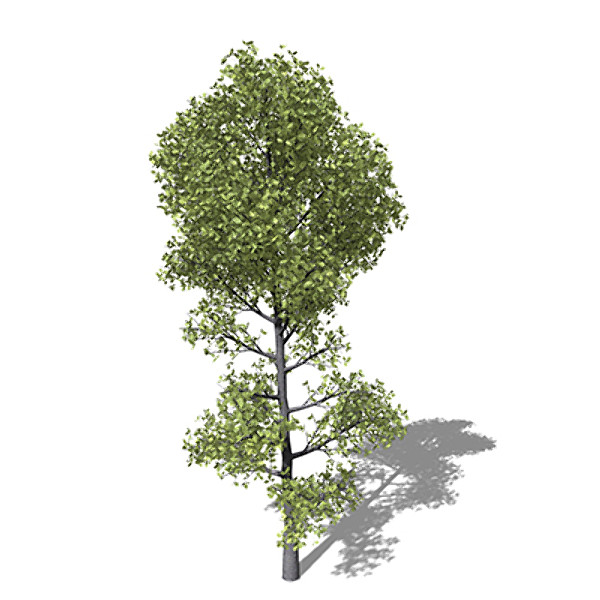 xfrogplants pyrenean oak tree obj - XfrogPlants Pyrenean Oak by xfrog