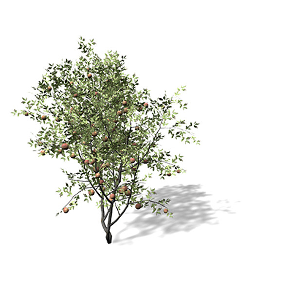 xfrogplants peach tree 3d 3ds - XfrogPlants Peach Tree by xfrog