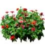Flower_H_28.tga