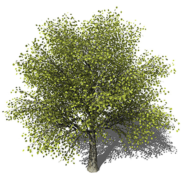 xfrogplants katsura tree 3d model - XfrogPlants Katsura by xfrog