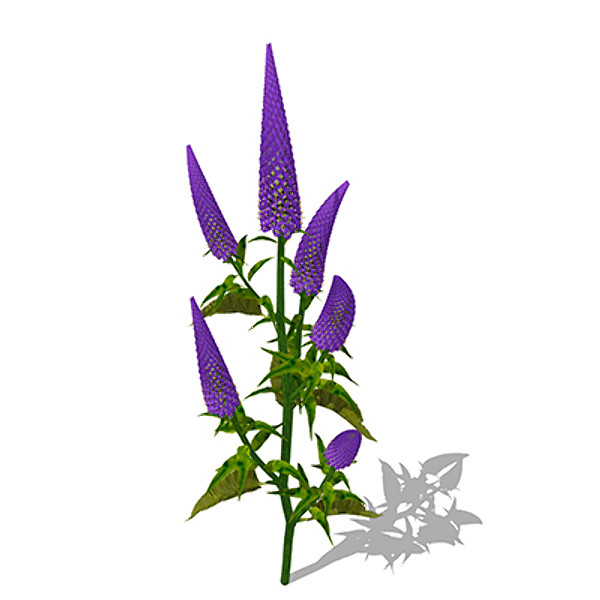 xfrogplants gooseneck loosestrife plant 3d model - XfrogPlants Gooseneck Loosestrife by xfrog