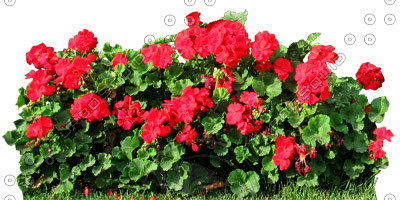 Flower_N_15.tga