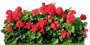 Flower_N_15.tga