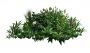 Bush_07.tga
