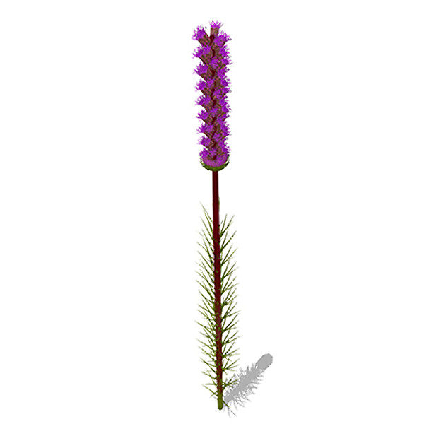 3d model xfrogplants blazing star plant - XfrogPlants Blazing Star by xfrog