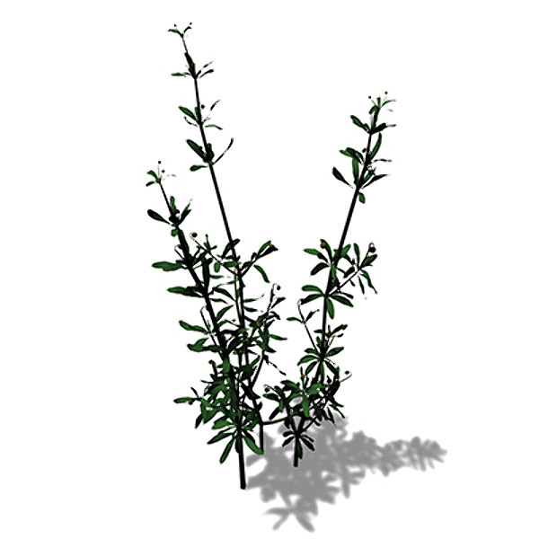 3dsmax xfrogplants cleavers herb plants - XfrogPlants Cleavers by xfrog
