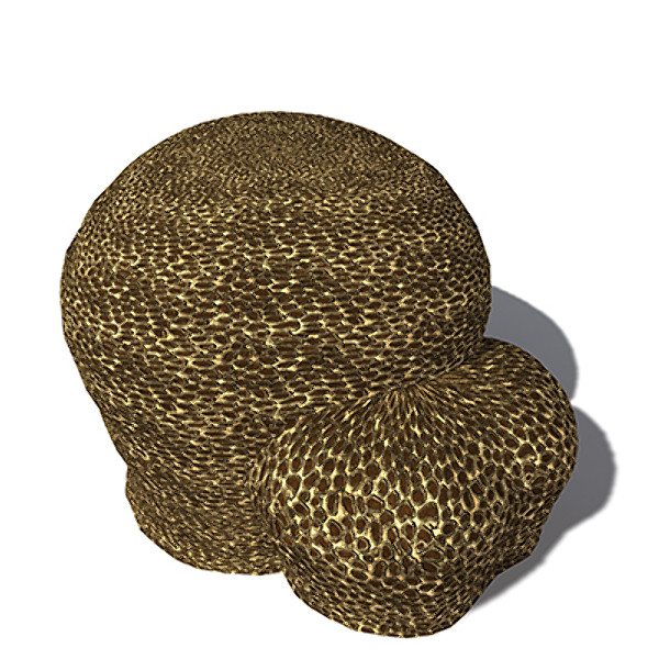 xfrogplants groved mosaic coral 3d model - XfrogPlants Groved Mosaic Coral by xfrog