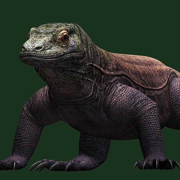 komodo dragon 3d model - komodo dragon by scrw