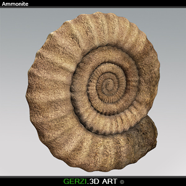3d ammonite fossile - Ammonite Fossil by Gerzi 3D ART
