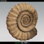 3d ammonite fossile