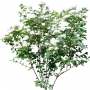 BushL_28.tga